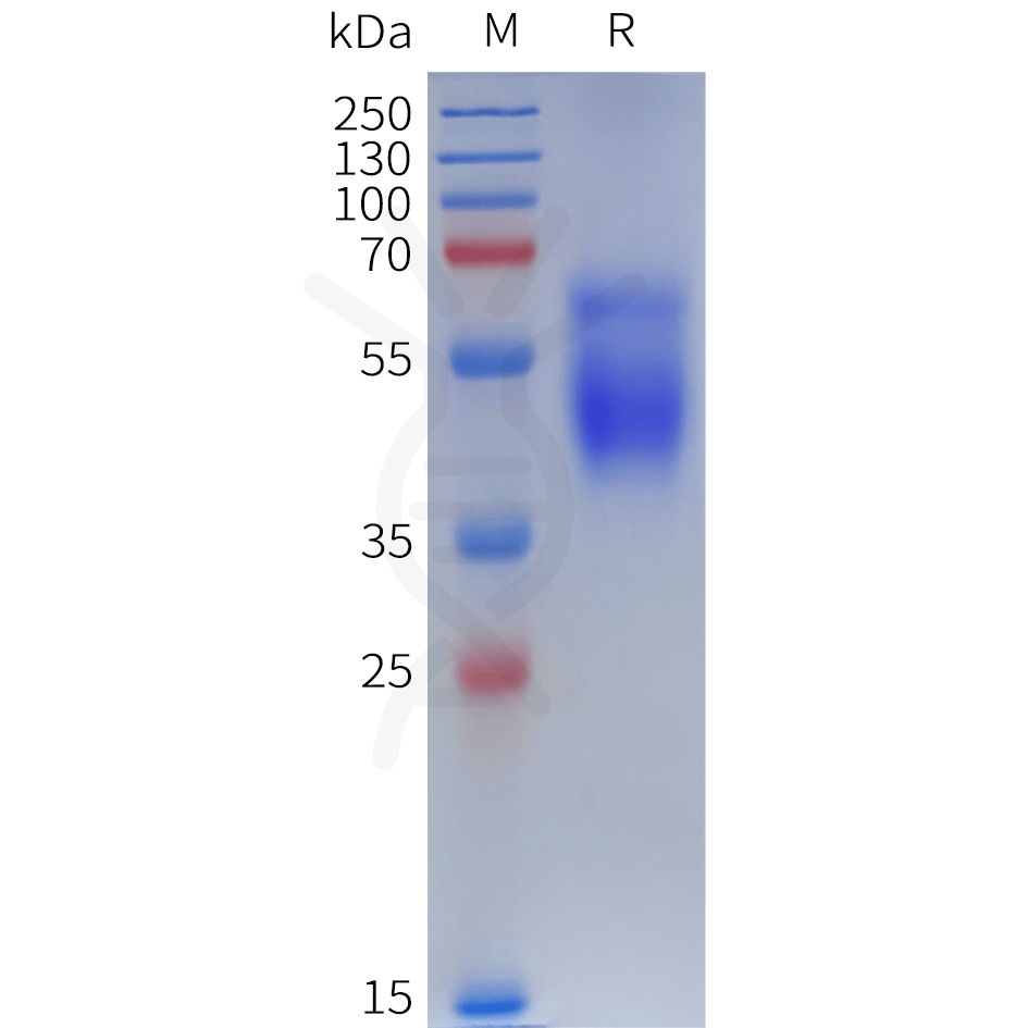 sp-pme101905 chrm3 sp1